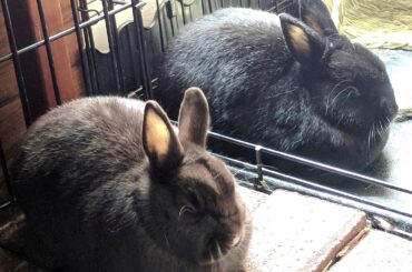 Whole Wheat and Pumpernickel