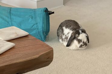 A little Marble loaf