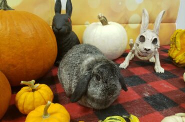 was told to post this Halloween loaf here