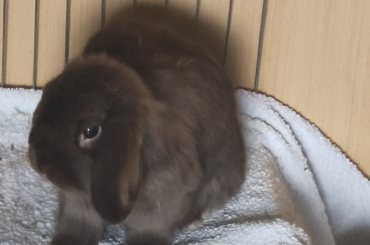GFs rabbit fell and decided he was comfy there