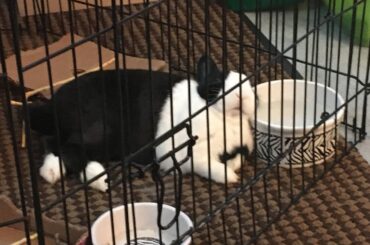 Water bowl seconds as a pillow
