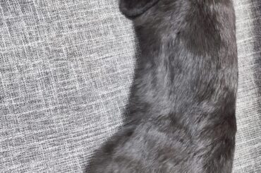 Gulasch the Bunny aka hop noodle🥰