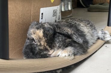 Why did I buy him a $75 rabbit bed