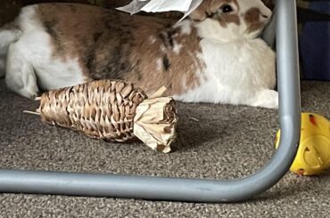 there’s no way this is comfortable for her… right?