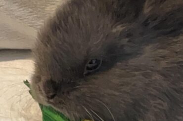 I present to you Figaro(Fig) and his corn