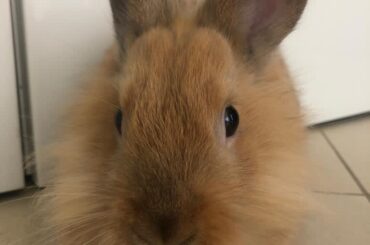 Zoi is back again since you liked him so much yesterday! :D