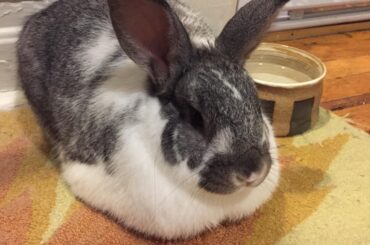 Got a good rise on this bad boi loaf