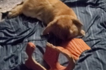 Caught munching while lounging 😎