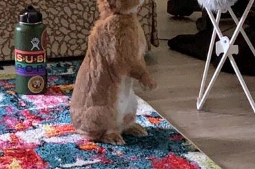 our new addition, bongo!! he stands a lot and it’s absolutely adorable!!!