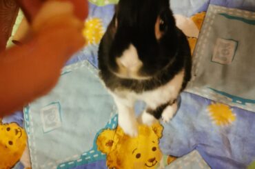 Jonesy standing for his treat (apple)