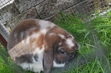 My fuzzy loaf in his outside cage