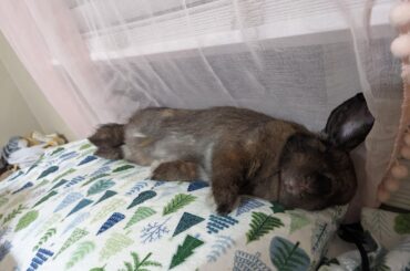 Torito has discovered pillows, and thinks they are glorious.