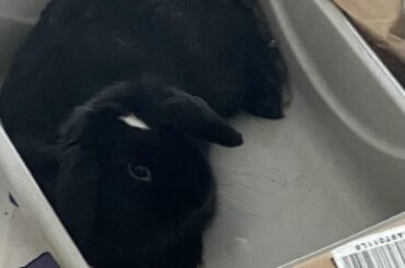 Another freshly baked litter box loaf 🍞