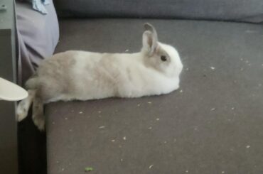 Rabbits are comfortable in the most immaginative ways