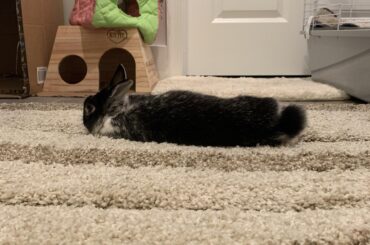 To understand the carpet, Hops must be one with the carpet.