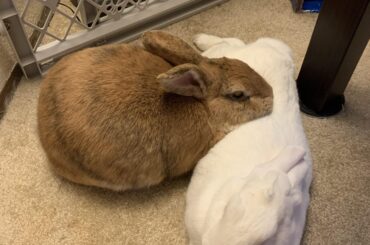 Perfect place for a snooze