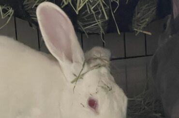 Look at this bozo with hay on his head 🙄