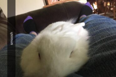 not enough yeast for this loaf to rise properly