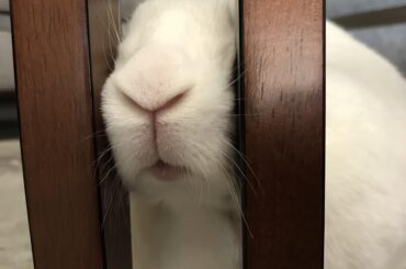 Luna has a new comfortable spot for today