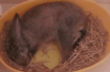 from all places she chose the hay box
