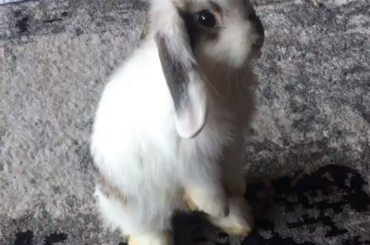 Yuki, 4 months old, standing up