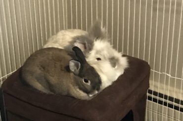 loaves of white and rye bread.