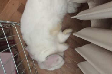 Fur carpet