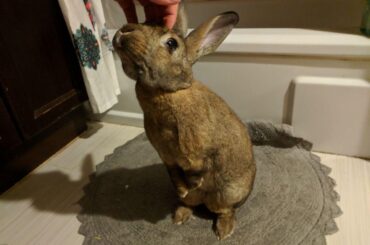 Lil’ Bunanners stands for scratches. 🍌