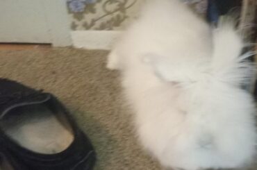 Today and yesterday - Today: sorry for the poor quality, Marie is camera shy and when she sees one she's very likely to go and hide. But I got one of her with her favorite slipper. Yesterday: the other two photos are of my first pet rabbit taken 61 years ago today, thought you might like to see