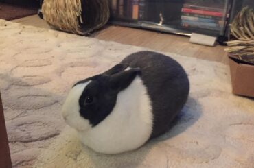 Our loaf looks like he floats. We call him Mr. Pants.