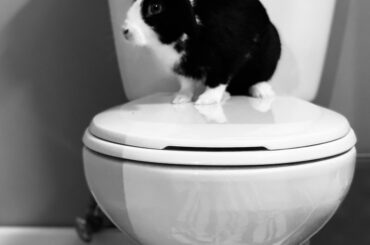 Taz slept on the toilet for months when we first got him.