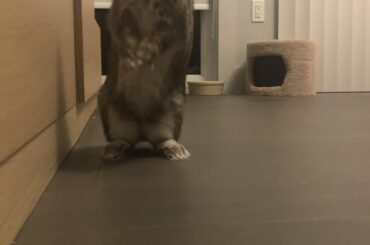 Bun doing a curious look