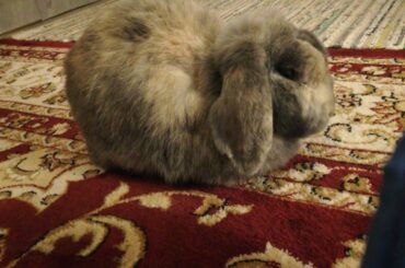 Five years of watching Kili loaf and I still don’t understand where the paws go