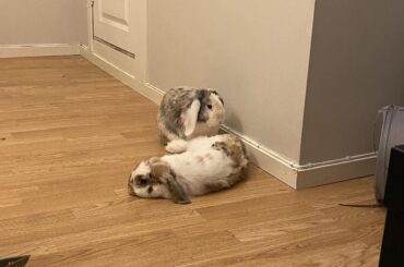 melted bunny