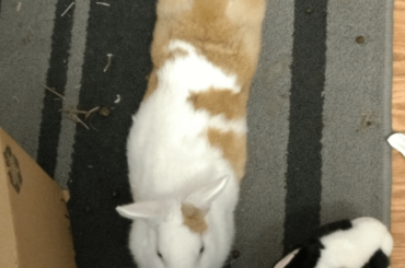 Our new little bun is a weirdo and I love it