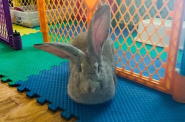 The perfect bun loaf. Done to perfection