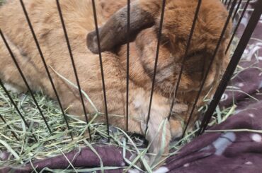 This is two bunnies... Ivan is sleeping on Cinna's head.