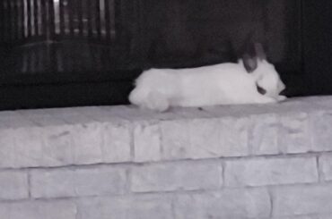 Ah yes, curl up on the bricks in front of the fireplace.