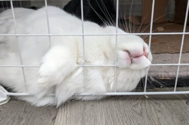 My sweet boy that cannot be comfortable...