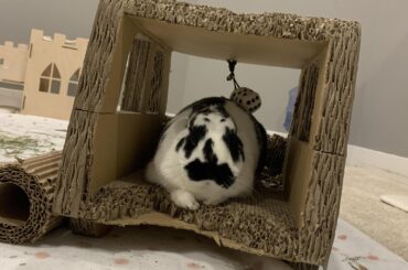 Attila the bun taxi driver! He also likes to take naps in his taxi when there’s no one to drive :)