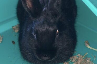 He do be loafing tho