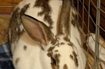 Poppy-seed bun cooling off