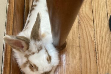 Donut’s reliable nap spot