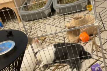 Your back makes a good hat. (Temporary cage while our kitchen is renovated!)