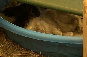 Buffalo is super comfy in her sandbox