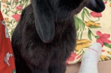 When you haven’t been fed in 0.3 seconds