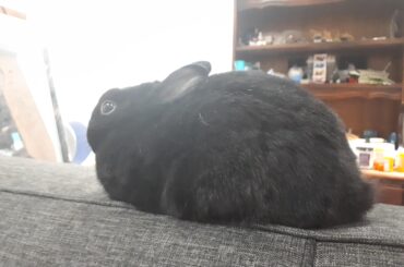 Loaf cooling on the back of the couch ❤️