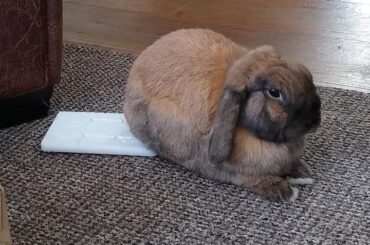 It's one of the hottest days of the year in the UK today, so I've got the ice blocks out. My sweet guy is a tough bro sometimes and doesn't want to seem weak. So he's been slowly backing is cute heiny on to the ice in an attempt to be subtle. I adore him 😍