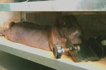 Splooted on a shelf in the garage