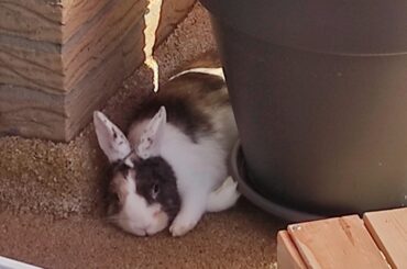 Cornettos favorite place on the balcony